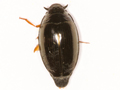 Gyrinus substriatus
